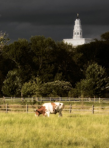 nauvoo temple and oxen at parley street