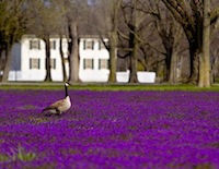 nauvoo spring flowers and goose by mansion house by tom simpson photography