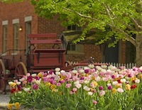 spring tulips in historic nauvoo photography by tom simpson