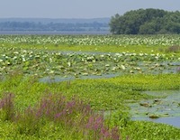 mississippi river lily pads at historic nauvoo by tom simpson photography
