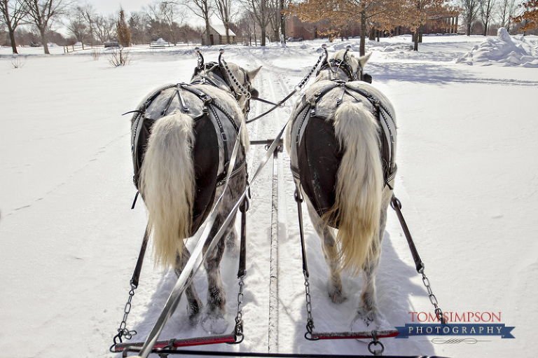 doc and dan pulling the sleigh photo by tom simpson photography