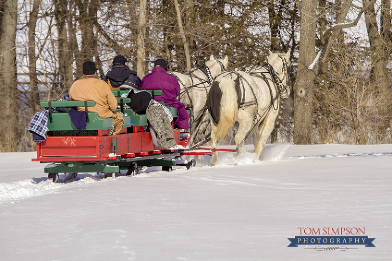 doc and dan pulling red sleigh in old nauvoo heading back to the barn