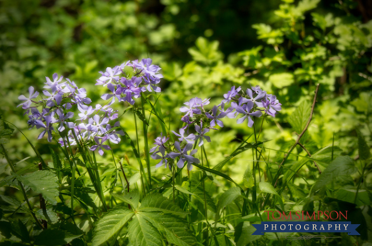 spring wild flowers near old pioneer cemetery