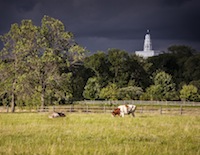 nauvoo temple on parley street with oxen