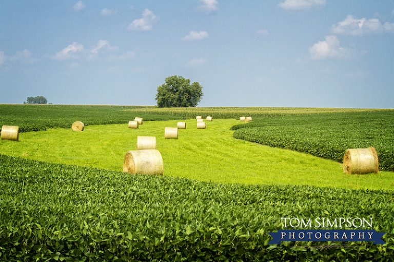 nauvoo photography by tom simpson of midwest soybean farm