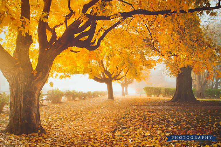 yellow leaves fall in historic nauvoo flats