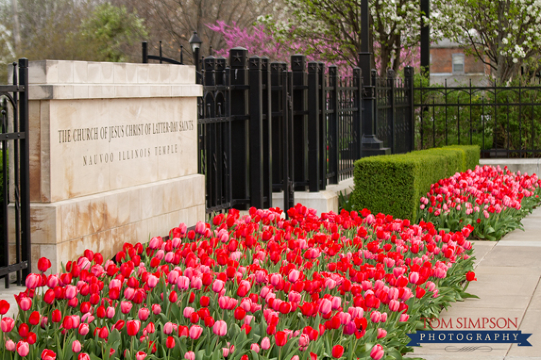 nauvoo temple flowers photography by tom simpson