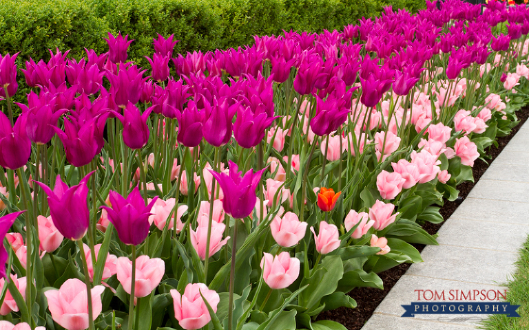 beautiful nauvoo temple flowers tom simpson photography