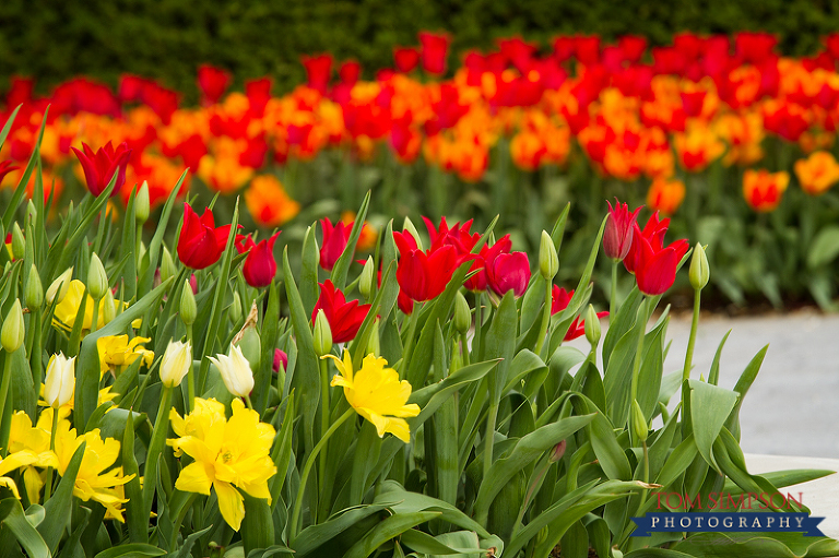 nauvoo greeting cars temple tulips tom simpson photography