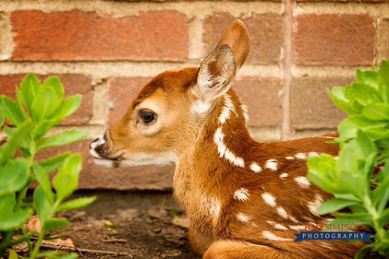 historic nauvoo photographer tom simpson fawn photos