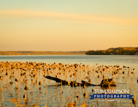 historic nauvoo photographer fall mississippi river scene