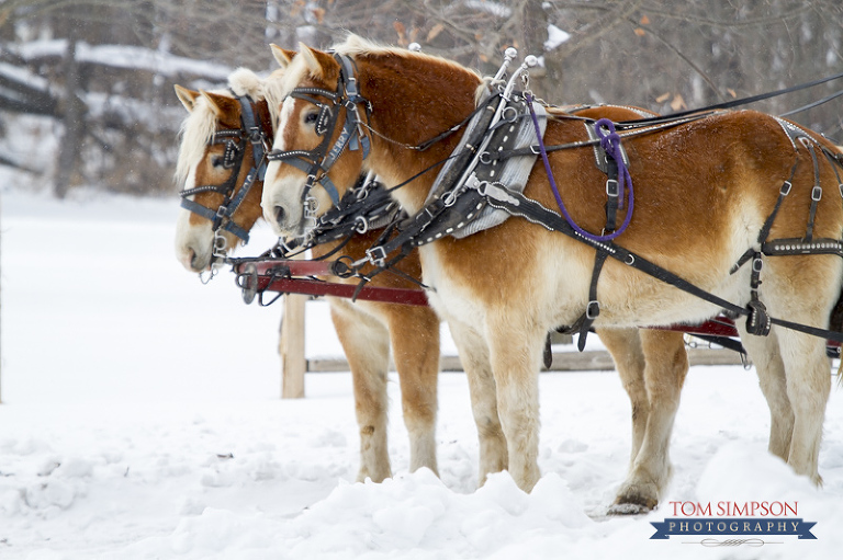 percheron horses historic nauvoo