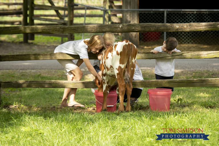 kids feeding oxen calves in historic nauvoo