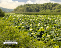 lily pads on mississippi river near nauvoo il