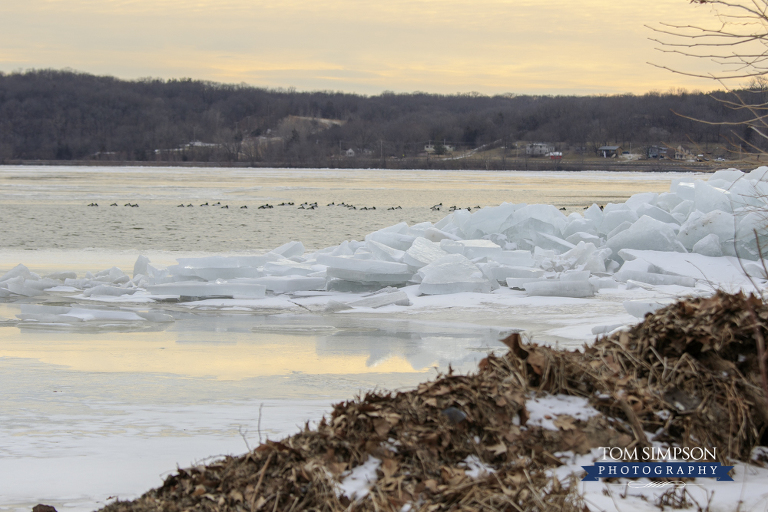 waterfowl migration mississippi river flyway nauvoo images