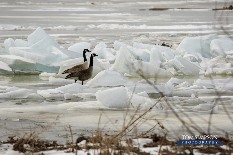 geese pair near nest on mississippi river nauvoo images