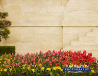 red tulips nauvoo temple